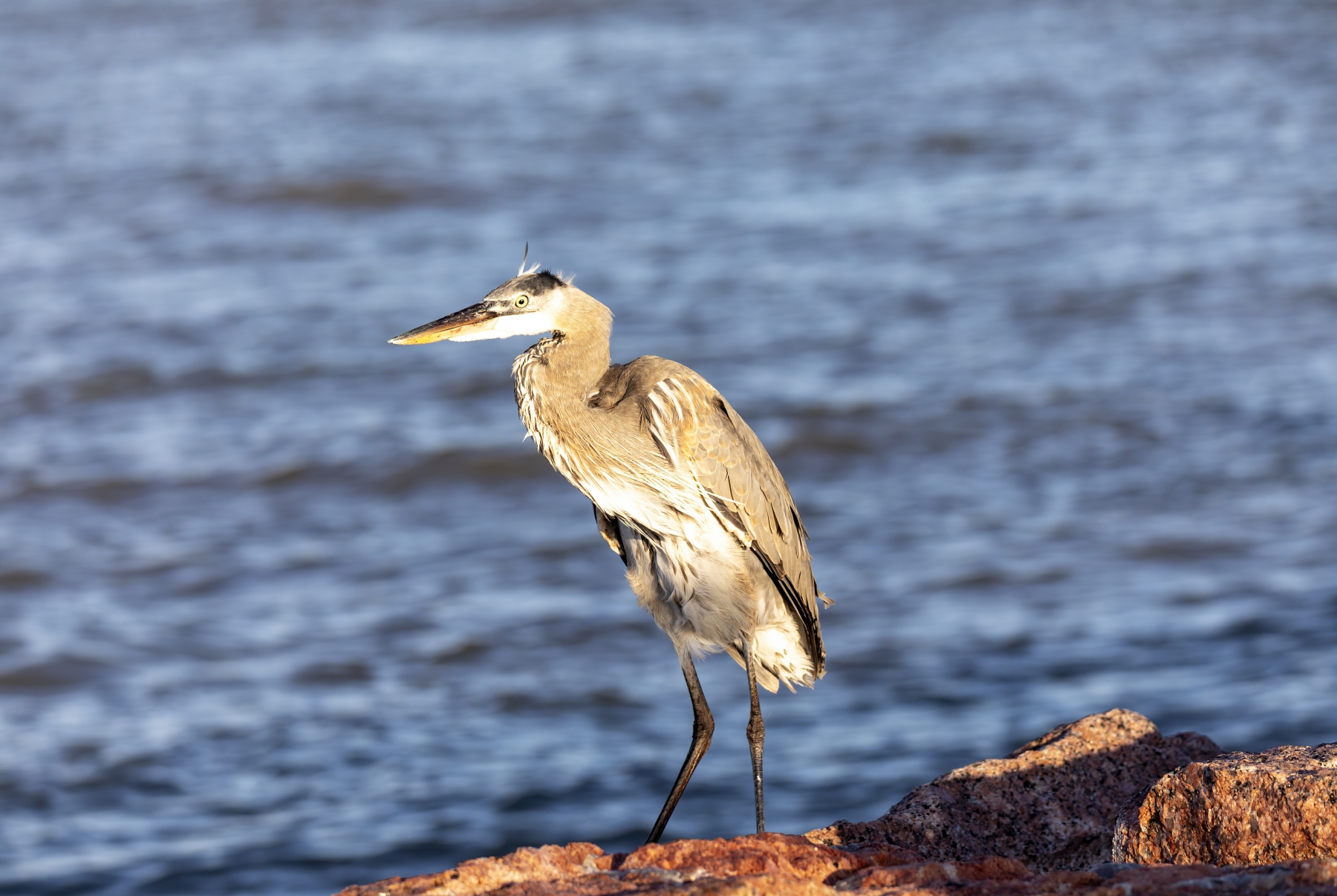 /gallery/north_america/USA/Texas/port aransas/Grey Heron Port Aransas Dec 2023-003_med.jpg